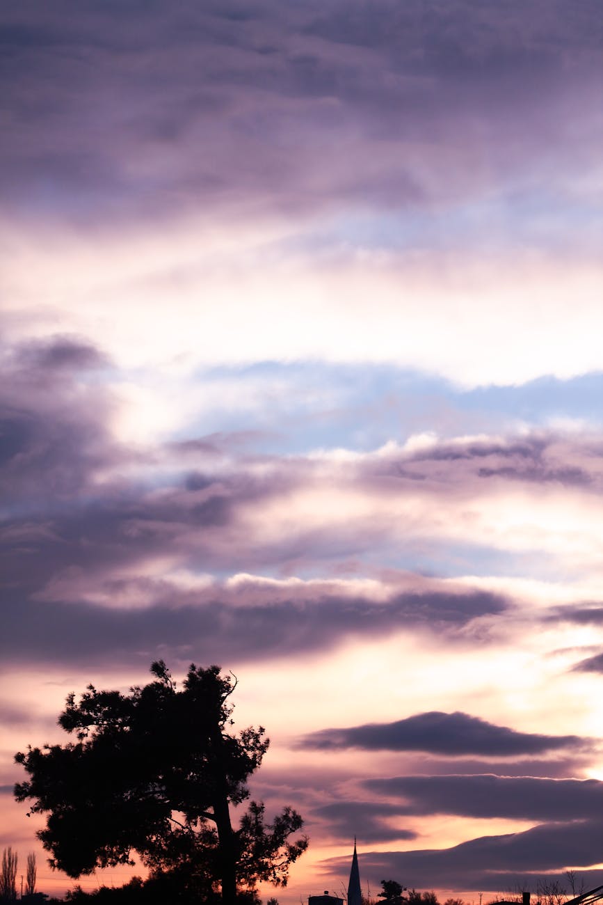 tree under down sky